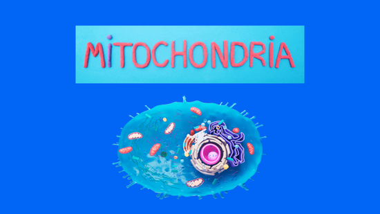 Mitochondria Are More Than The Cell's Powerhouse